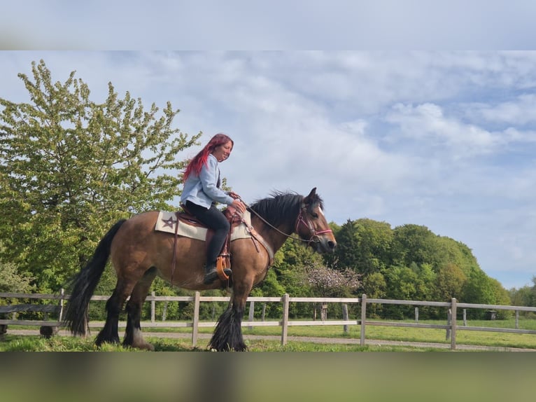 Tinker Merrie 15 Jaar 142 cm Bruin in Linkenbach