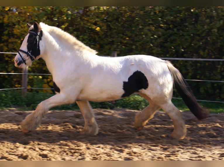 Tinker Merrie 15 Jaar 147 cm Gevlekt-paard in Velpke