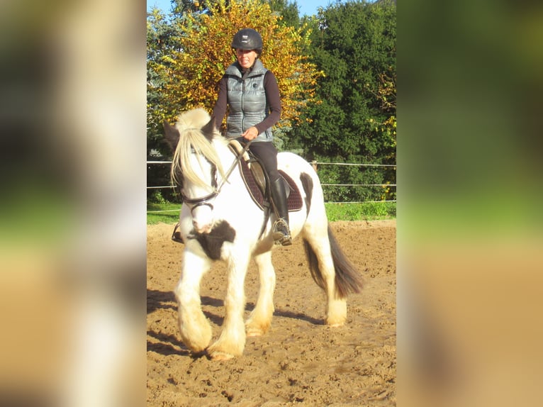 Tinker Merrie 15 Jaar 147 cm Gevlekt-paard in Velpke