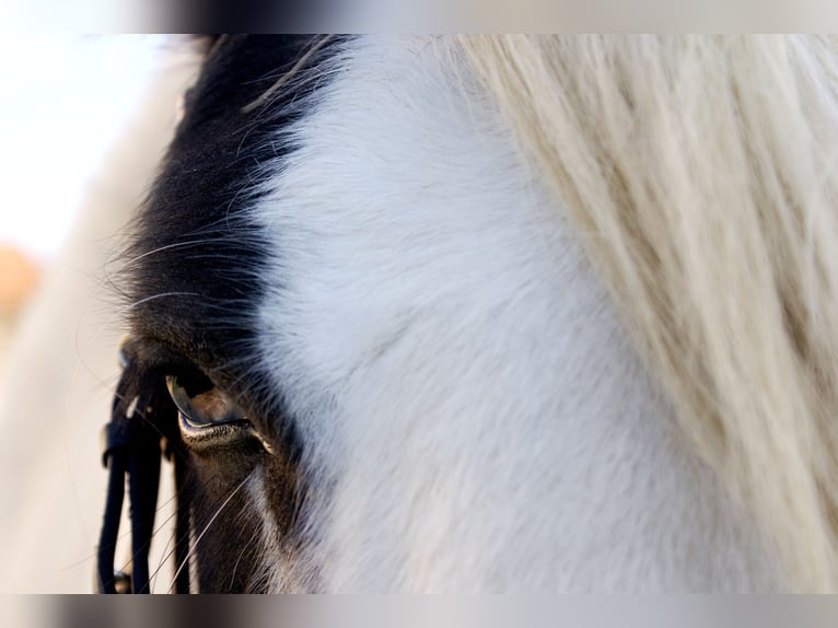 Tinker Merrie 15 Jaar 147 cm Gevlekt-paard in Velpke