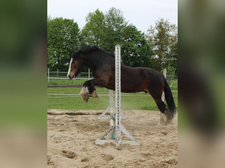 Tinker Merrie 15 Jaar 150 cm Bruin in Rühstädt
