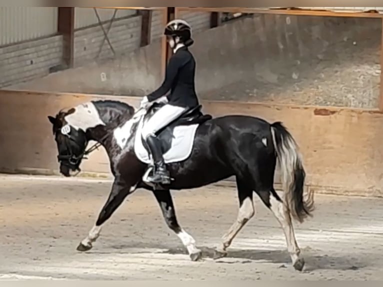 Tinker Mix Merrie 15 Jaar 151 cm Gevlekt-paard in Moorweg