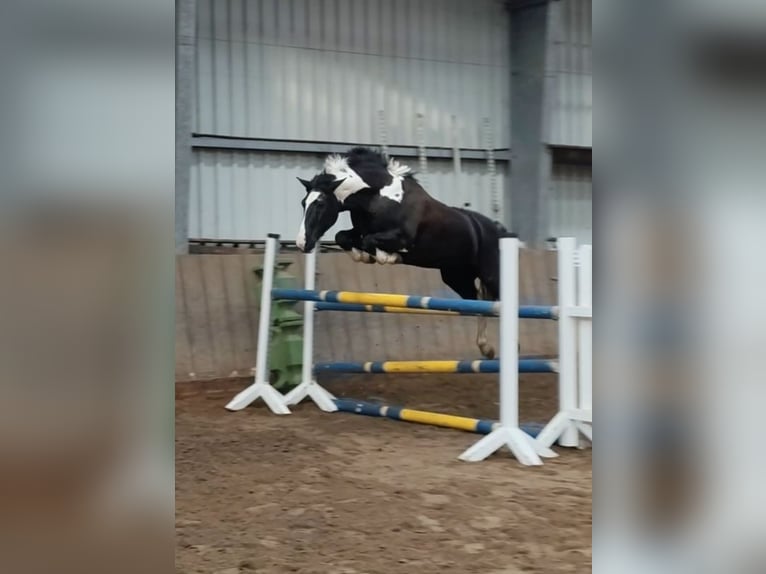 Tinker Mix Merrie 15 Jaar 151 cm Gevlekt-paard in Moorweg