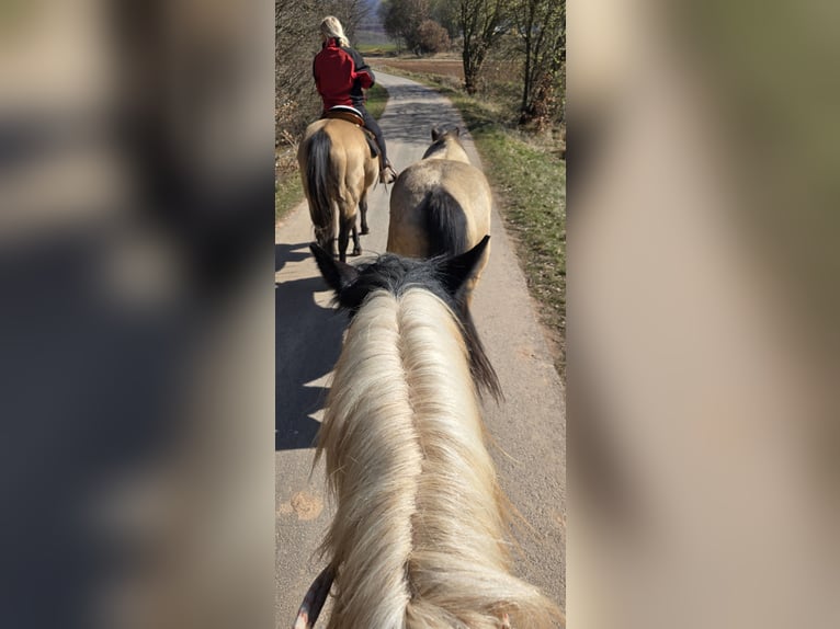 Tinker Merrie 15 Jaar 152 cm Wit in Bleicherode