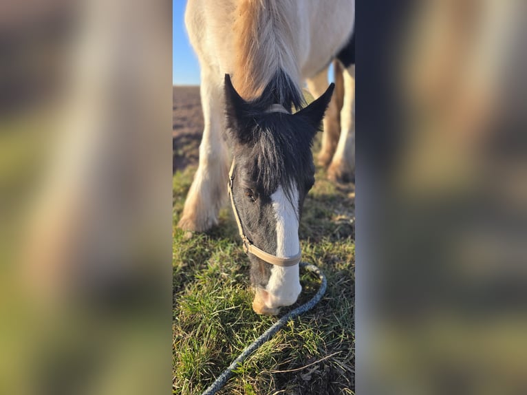 Tinker Merrie 15 Jaar 152 cm Wit in Bleicherode