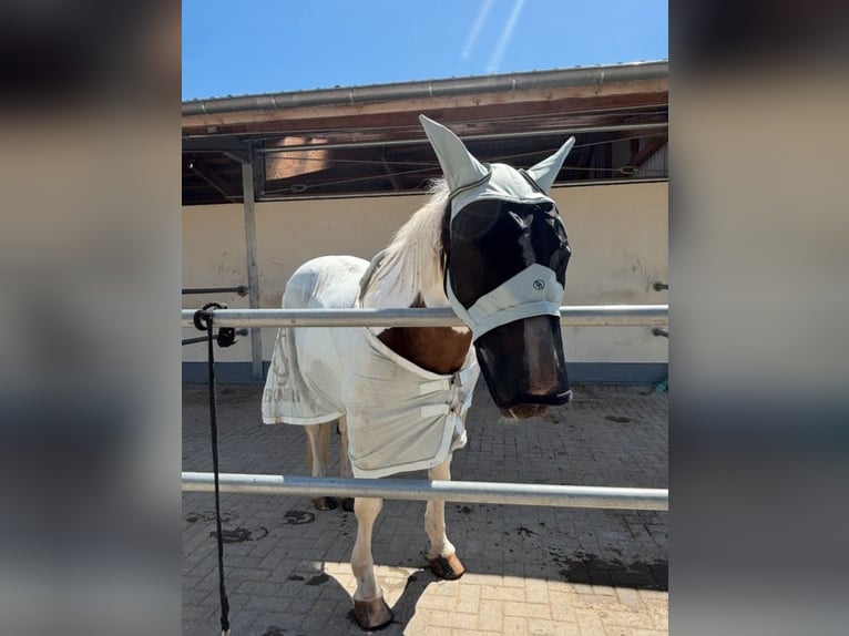 Tinker Mix Merrie 15 Jaar 157 cm Gevlekt-paard in Hennef
