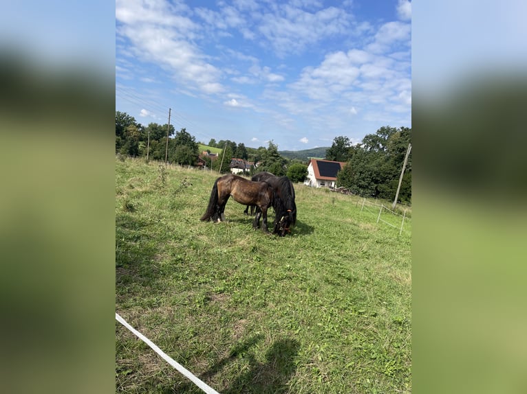 Tinker Mix Merrie 16 Jaar 130 cm Bruin in Ottenbach