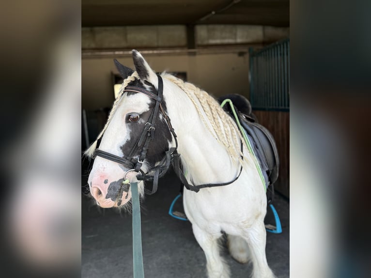 Tinker Merrie 16 Jaar 130 cm Gevlekt-paard in Bad blumau