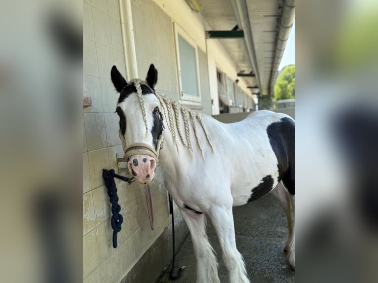 Tinker Merrie 16 Jaar 130 cm Gevlekt-paard in Bad blumau