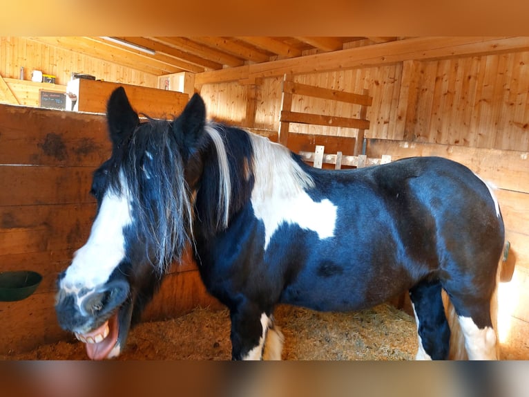 Tinker Merrie 16 Jaar 140 cm Appaloosa in Alpbach