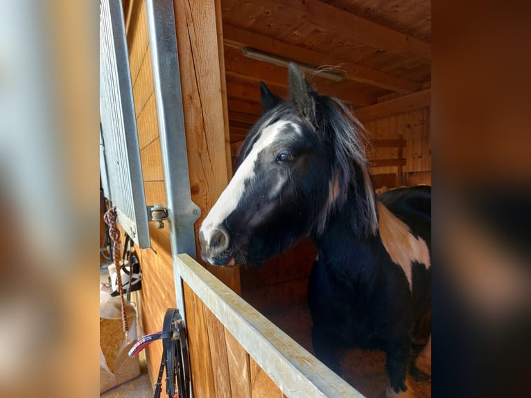 Tinker Merrie 16 Jaar 140 cm Appaloosa in Alpbach