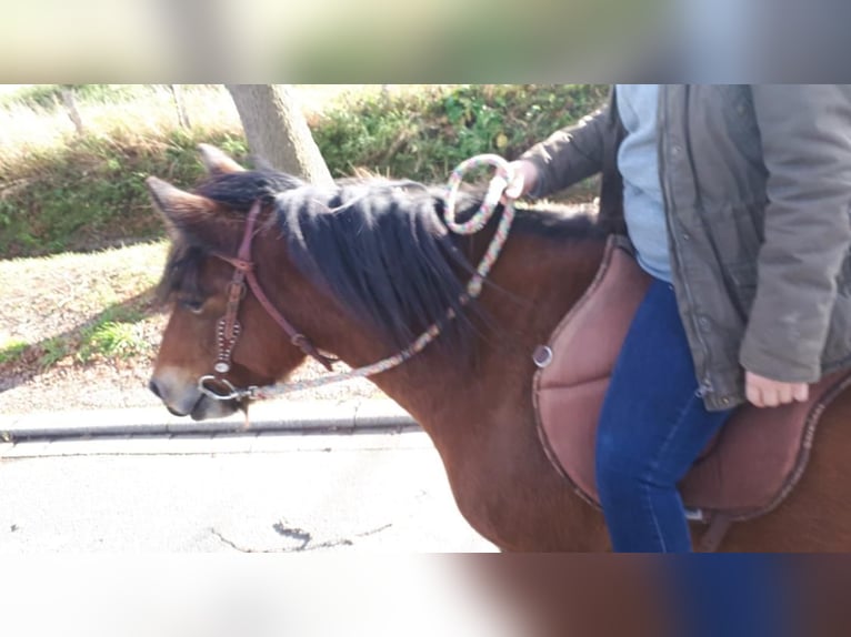 Tinker Merrie 16 Jaar 140 cm Bruin in FröndenbergFröndenberg