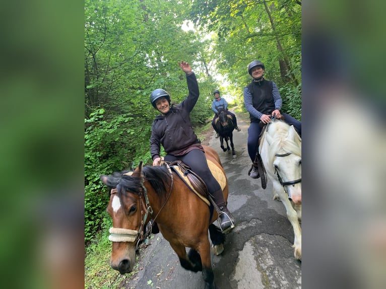 Tinker Merrie 16 Jaar 140 cm Bruin in FröndenbergFröndenberg