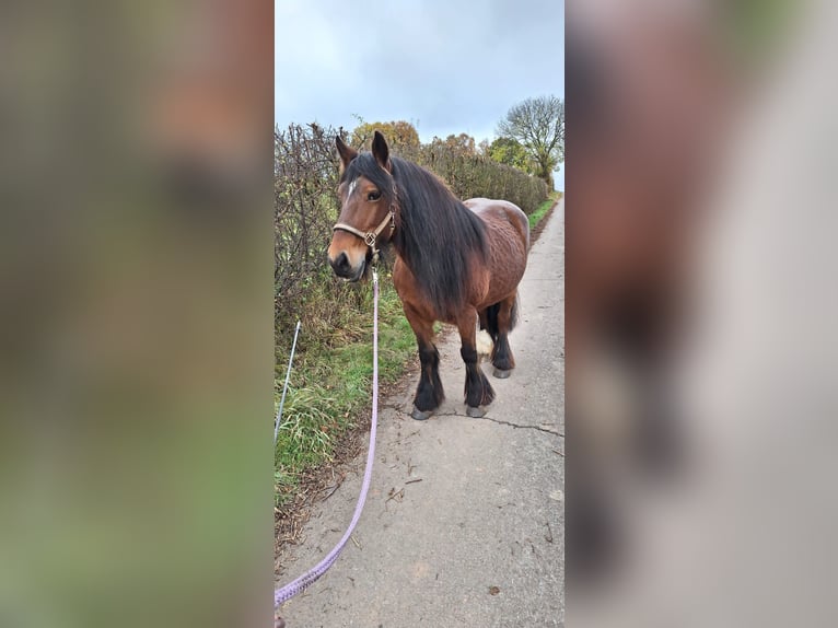 Tinker Merrie 16 Jaar 145 cm Bruin in Marsberg