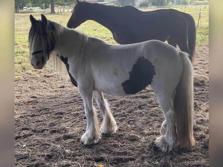 Tinker Merrie 16 Jaar 145 cm Gevlekt-paard in Norderstedt