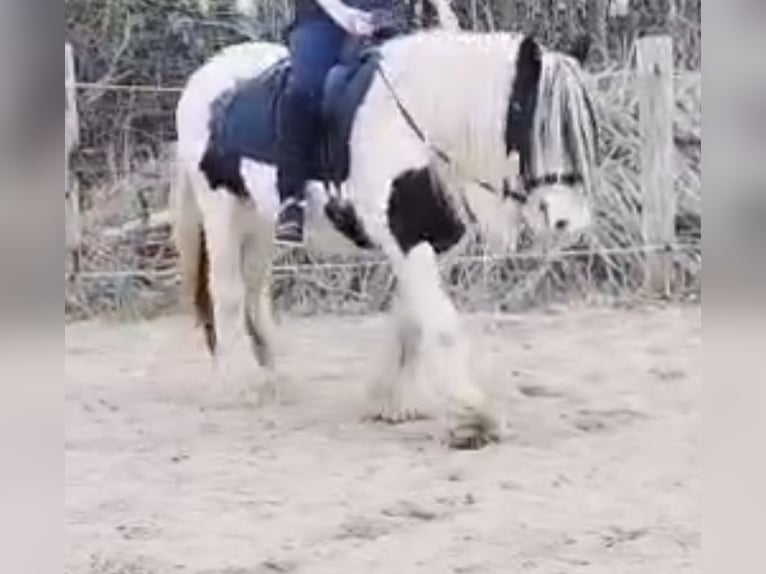 Tinker Merrie 16 Jaar 145 cm Gevlekt-paard in Norderstedt