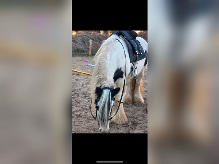 Tinker Merrie 16 Jaar 145 cm Gevlekt-paard in Norderstedt