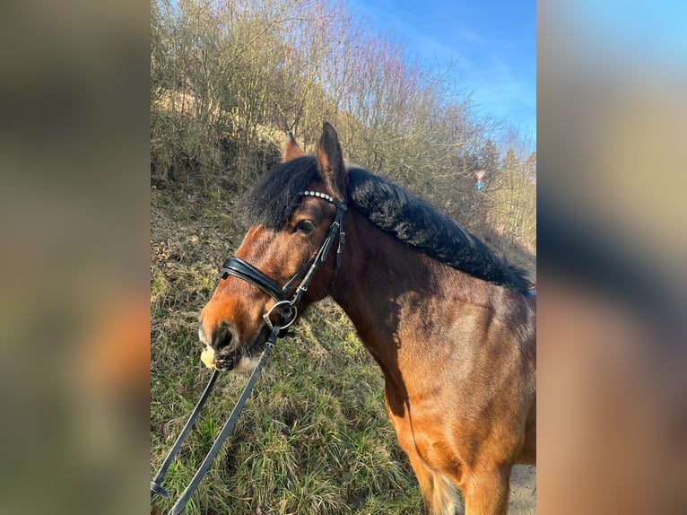 Tinker Merrie 16 Jaar 147 cm Bruin in Helmstadt-Bargen