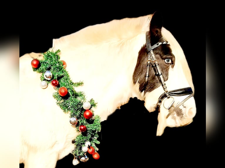 Tinker Merrie 16 Jaar 147 cm Gevlekt-paard in Velpke