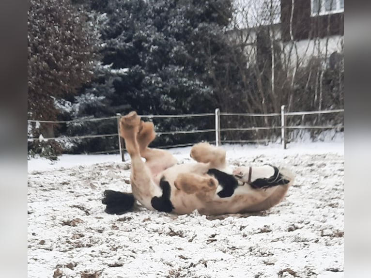 Tinker Merrie 16 Jaar 147 cm Gevlekt-paard in Velpke