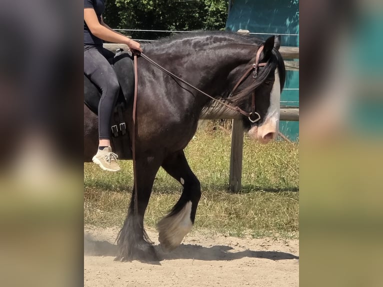 Tinker Merrie 16 Jaar 148 cm Zwart in Sankt Augustin