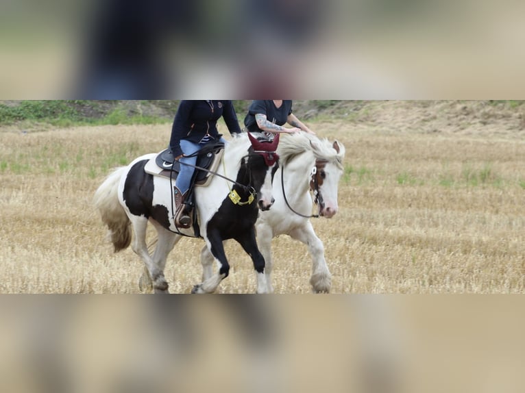 Tinker Merrie 16 Jaar 150 cm Gevlekt-paard in Essen