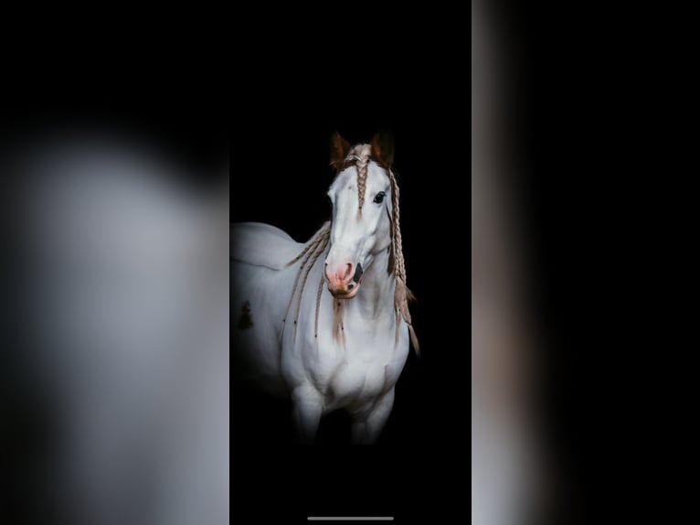 Tinker Merrie 16 Jaar 150 cm Gevlekt-paard in Essen