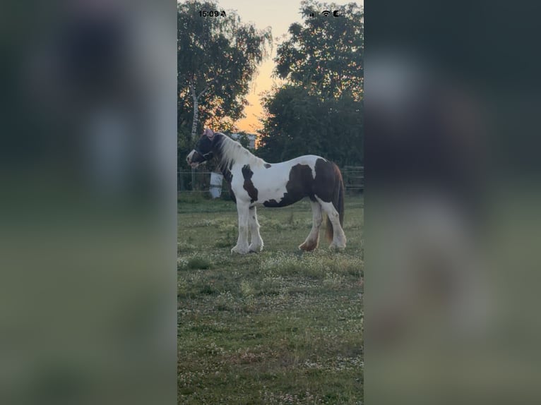 Tinker Merrie 16 Jaar 154 cm Gevlekt-paard in Zwalm