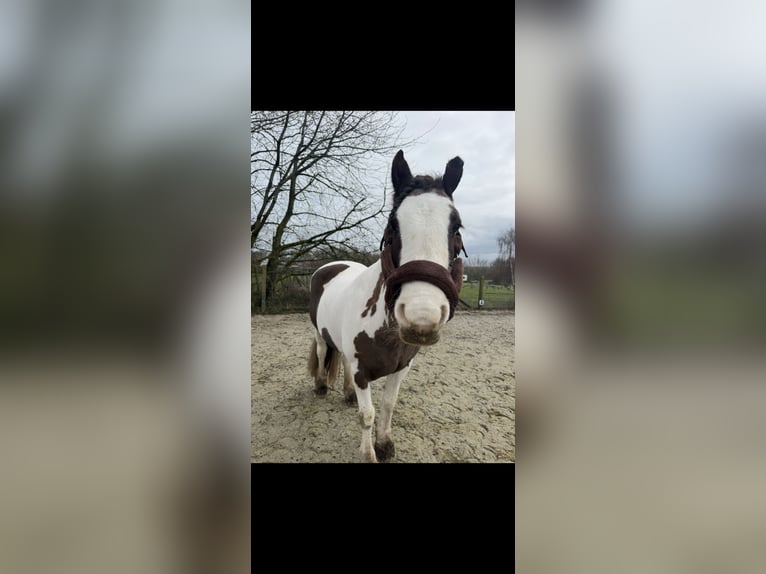 Tinker Merrie 16 Jaar 154 cm Gevlekt-paard in Zwalm