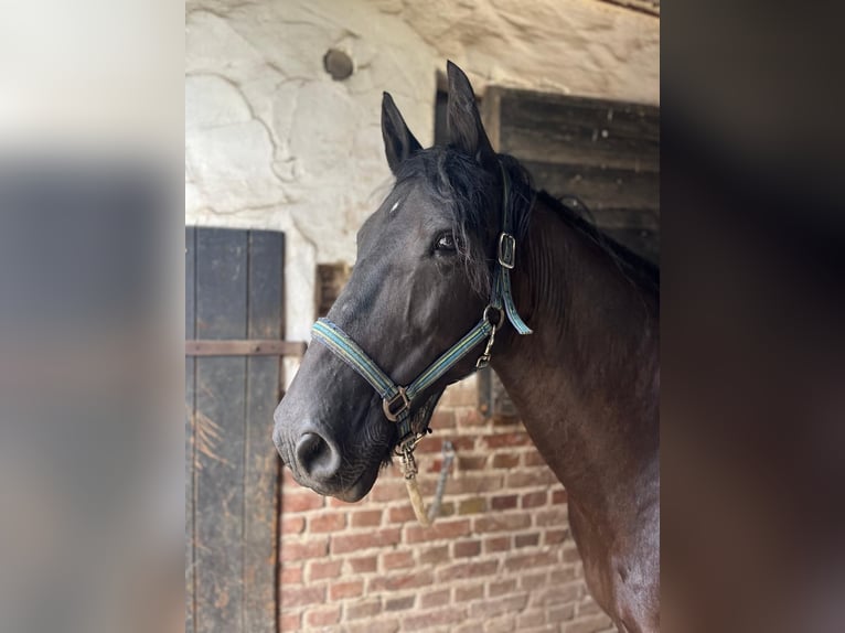 Tinker Mix Merrie 16 Jaar 155 cm Zwart in Hennef