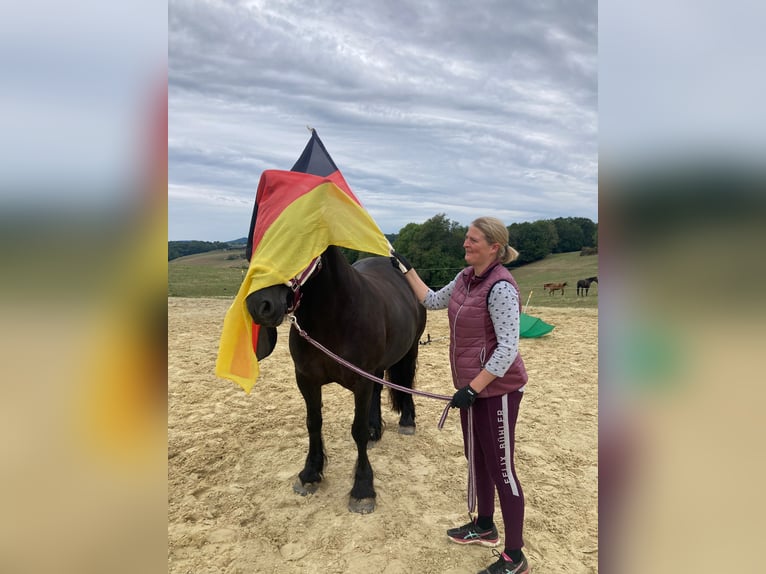 Tinker Mix Merrie 16 Jaar 155 cm Zwart in Hennef