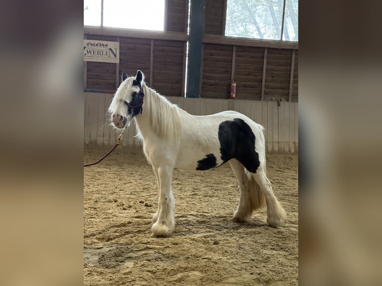 Tinker Merrie 17 Jaar 130 cm Gevlekt-paard in Bad blumau
