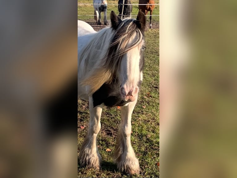 Tinker Merrie 17 Jaar 142 cm Gevlekt-paard in Norderstedt