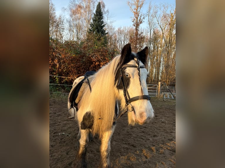 Tinker Merrie 17 Jaar 142 cm Gevlekt-paard in Norderstedt