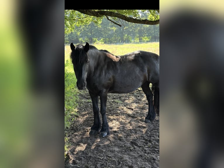 Tinker Merrie 17 Jaar 142 cm Zwart in Norderstedt