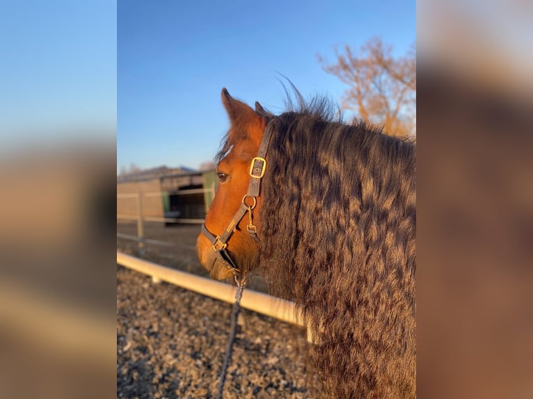 Tinker Merrie 17 Jaar 145 cm Bruin in Marsberg