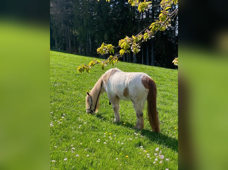 Tinker Merrie 17 Jaar 148 cm Gevlekt-paard in Sankt Peter Tinker Merrie 17 Jaar 148 cm Gevlekt-paard in Sankt Peter