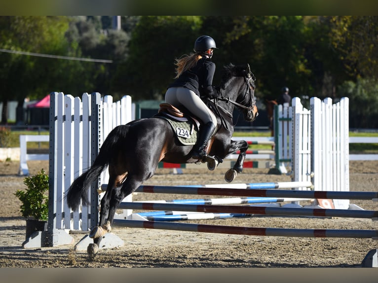 Tinker Mix Merrie 17 Jaar 152 cm Donkerbruin in South Pasadena, California