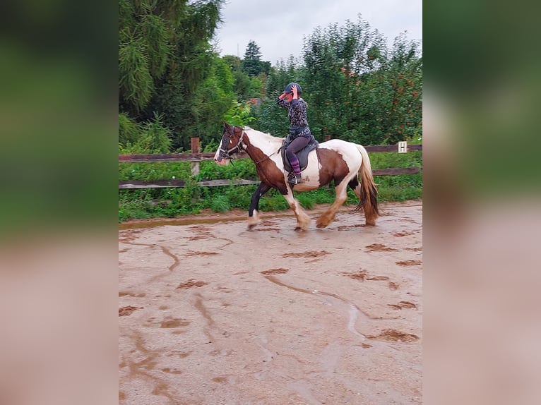 Tinker Merrie 17 Jaar 158 cm Gevlekt-paard in Wlen