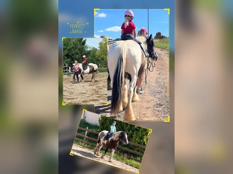 Tinker Merrie 17 Jaar 158 cm Gevlekt-paard in Wlen