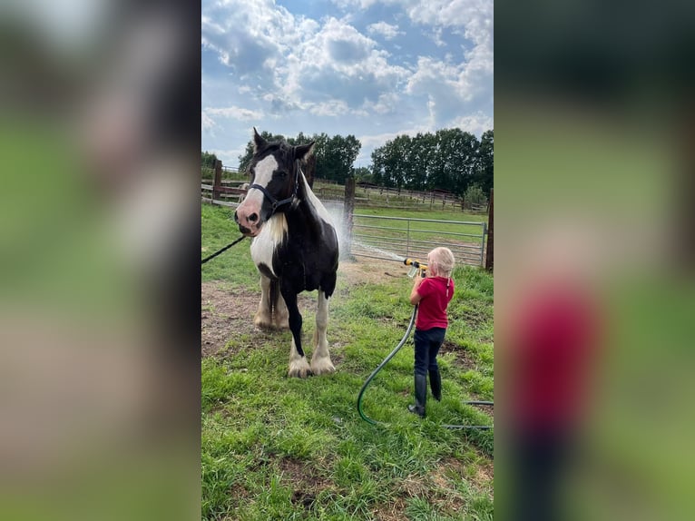 Tinker Merrie 17 Jaar 158 cm Gevlekt-paard in Wlen