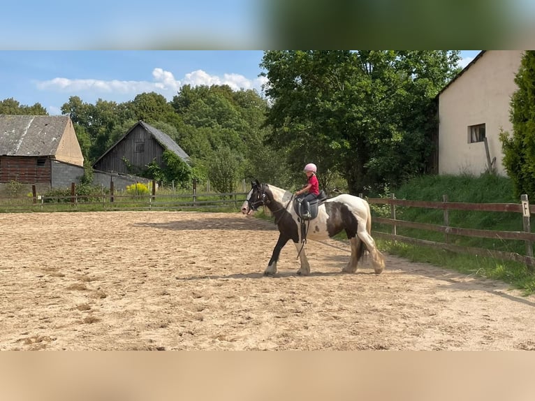 Tinker Merrie 17 Jaar 158 cm Gevlekt-paard in Wlen