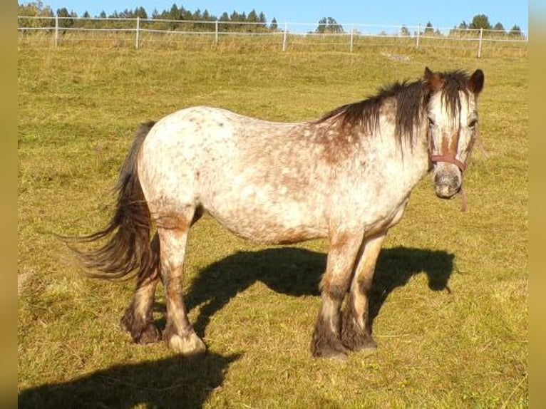 Tinker Merrie 18 Jaar 128 cm Appaloosa in Arnbruck