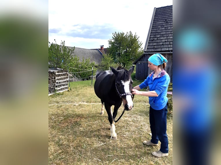 Tinker Merrie 18 Jaar 137 cm Zwart in Groß-Neusiedl