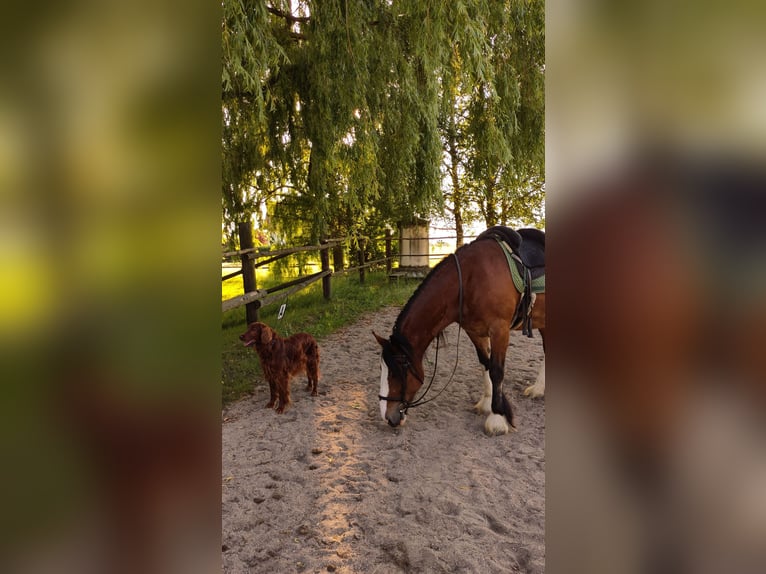 Tinker Merrie 18 Jaar 155 cm Bruin in Weissach im Tal