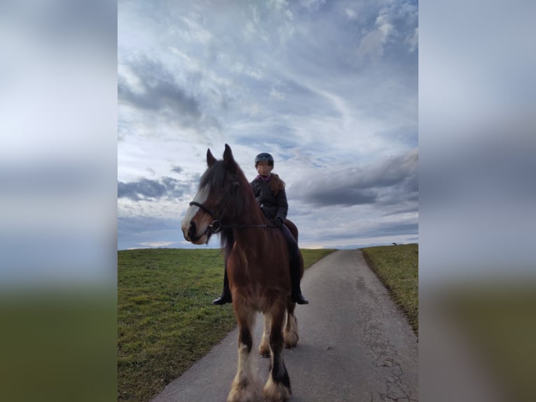 Tinker Merrie 18 Jaar 155 cm Bruin in Weissach im Tal
