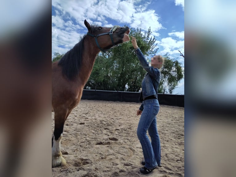 Tinker Merrie 18 Jaar 155 cm Bruin in Weissach im Tal
