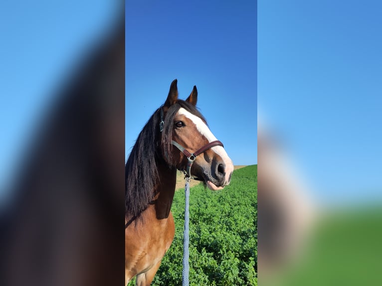 Tinker Merrie 18 Jaar 155 cm Bruin in Weissach im Tal