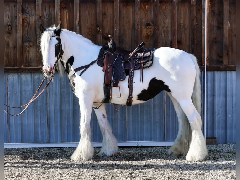 Tinker Merrie 18 Jaar 157 cm Gevlekt-paard in Hamilton