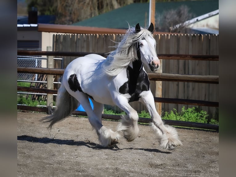 Tinker Merrie 18 Jaar 157 cm Gevlekt-paard in Hamilton